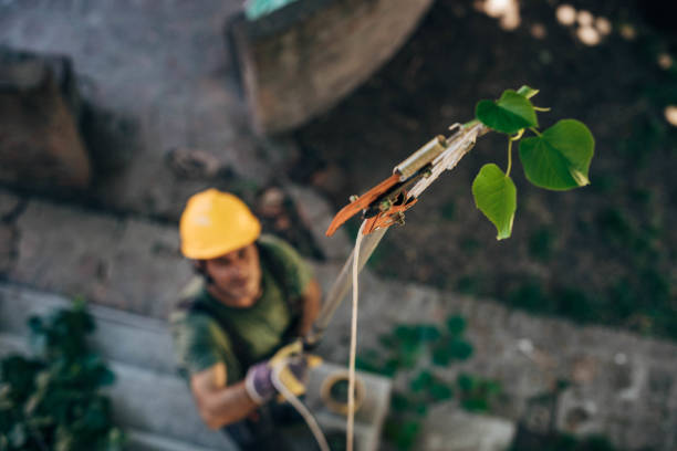 How Our Tree Care Process Works  in  Mayfield, PA